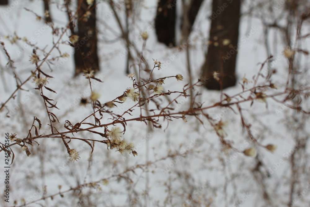 Dead Flower Branch Winter