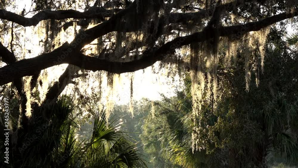 Spanish moss hanging from live oak tree branches