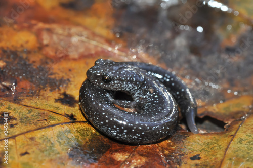 Ravine salamander coiled up macro portrait pose on leaf photo