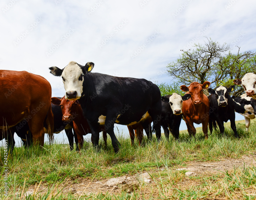 Steers fed on pasture, La Pampa, Argentina