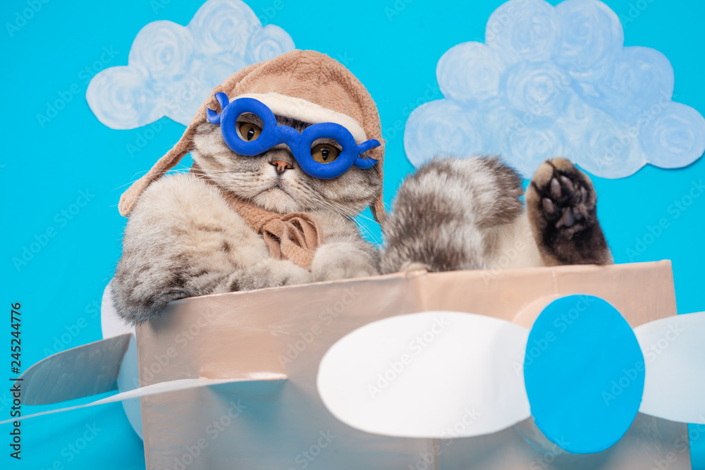 Very funny cat pilot of an airplane with glasses and a pilot's hat sitting on a plane, against the background of clouds. Concept of funny and funny animals Stock Photo | Adobe Very funny cat pilot of an airplane with glasses and a pilot's hat sitting on a plane, against the background of clouds. Concept of funny and funny animals Stock Photo | Adobe