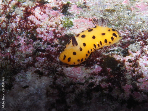 Yellow Nudibranch with black dots-Black spot Jorunna-Jorunna sp in Sydney, Australia photo