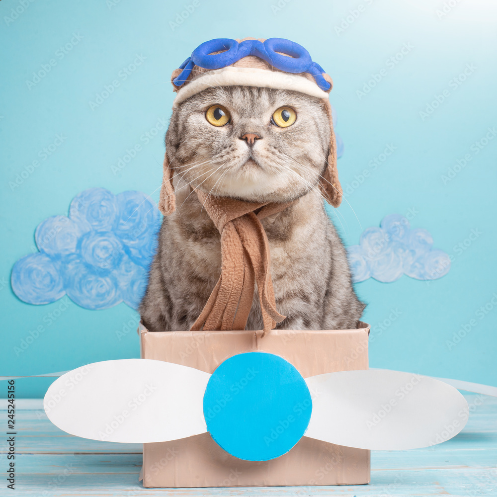 Very funny cat pilot of an airplane with glasses and a pilot's hat sitting  on a plane, against the background of clouds. Concept of funny and funny  animals Stock Photo | Adobe