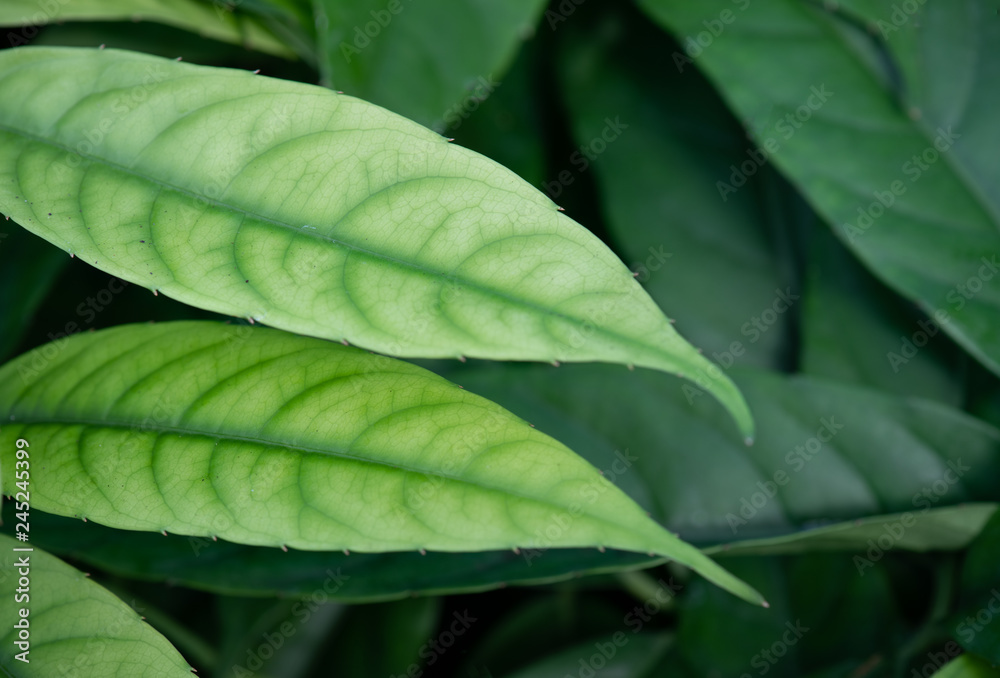 shades of Green Leaves shades of Green Leaves