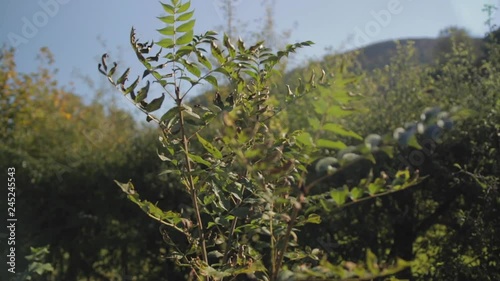 Tree blowing in the wind on a sunny blue sky day with hedges in the background