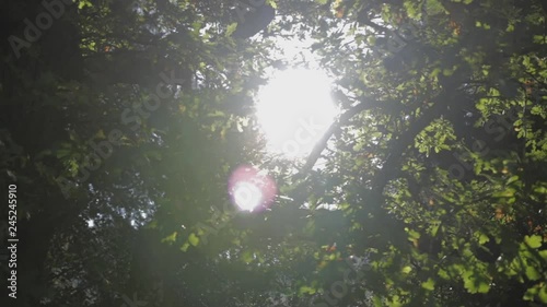 Sun peaking through trees and over-exposing the shot causing lens flares
