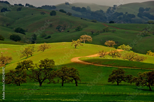 Spring grasses and oak trees cover Sunlit Hill and Dirt Road, Gilroy, California  photo