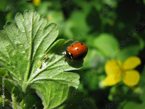 Coccinella septempunctata. Red ladybug on a green leaf in a garden is eating aphid. Fauna of Ukraine.