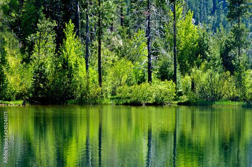 Rippling Reflection of mixed woodland off alpine lake, Ebbetts pass road, Calaveras County, California  photo