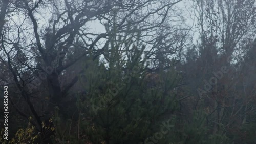 Trees blowing in the stormy wind with a pine cone tree in the middle of the shot