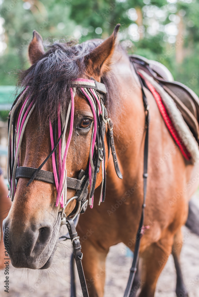 Obraz premium Brown horse full frame