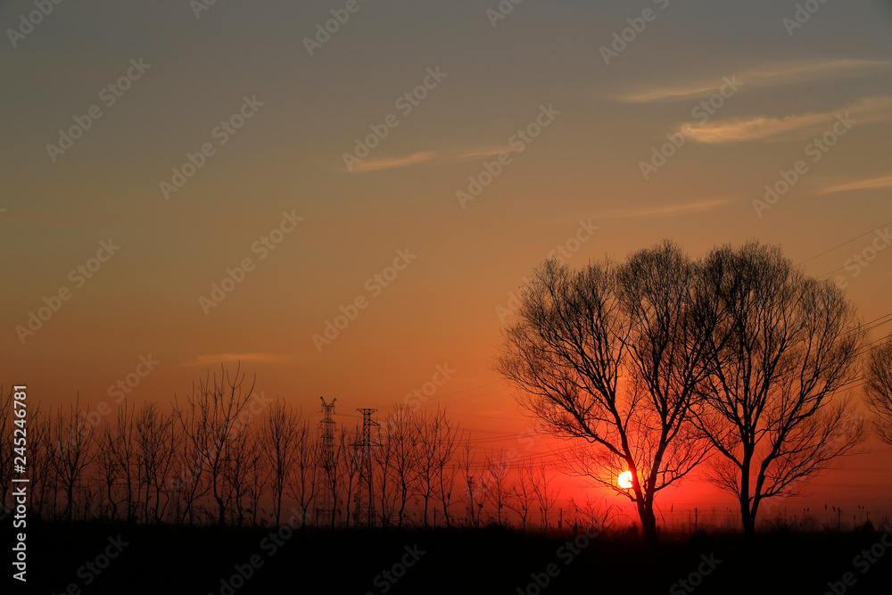 Willow silhouettes against the setting sun