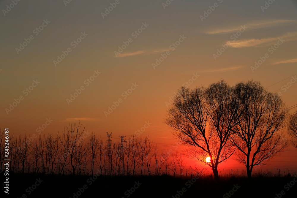 Willow silhouettes against the setting sun Willow silhouettes against the setting sun