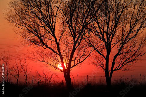 Fototapeta Naklejka Na Ścianę i Meble -  Willow silhouettes against the setting sun