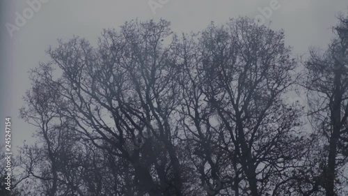 Big leafless trees blowing in the stormy wind on a grey day