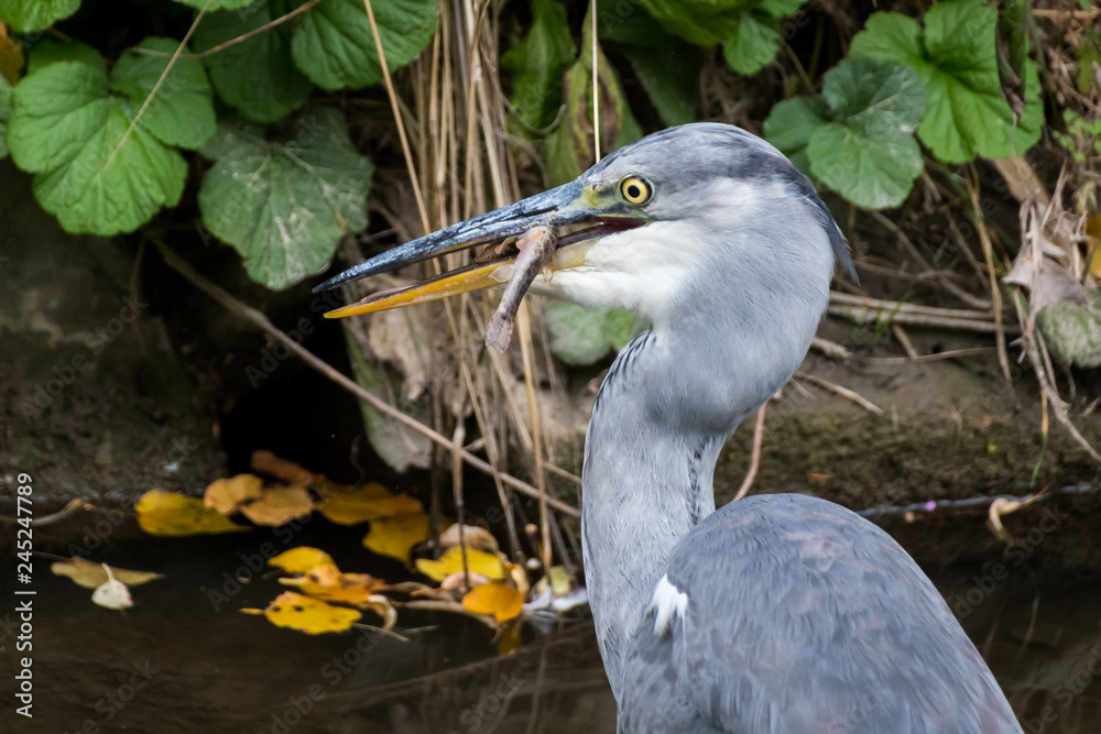 Fototapeta premium A grey heron standing in a small river and eating a fish