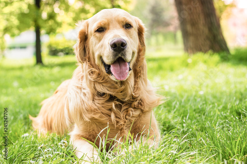 Portrait of beautiful Golden Retriever 