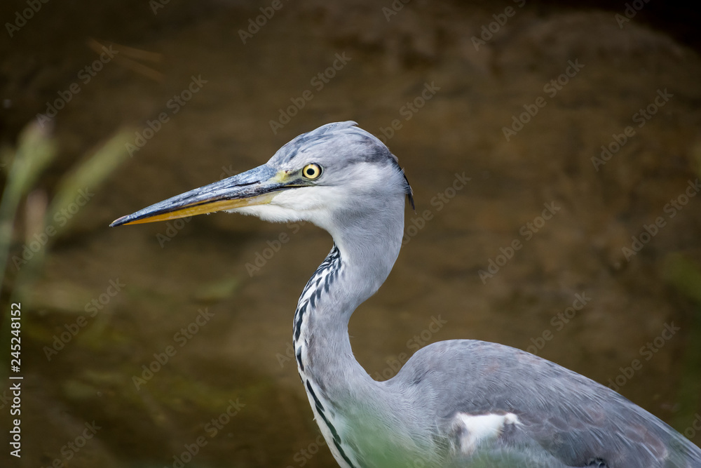 A grey heron standing in a small river A grey heron standing in a small river