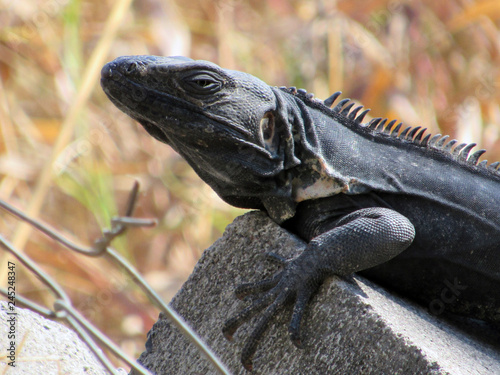 Iguana