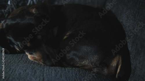 Sausage dog sleeping on a chair with a flickering light in the background