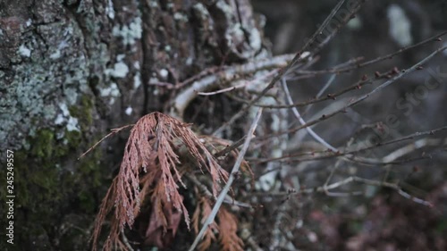 Handheld zooming out shot of a dead leaf on the end of a twig