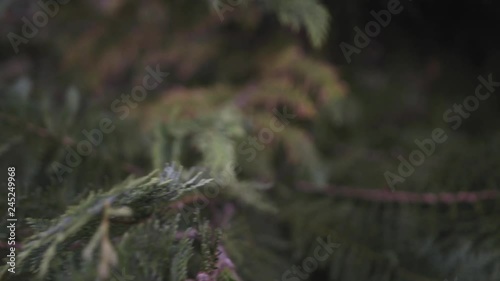 Shot of a green pine tree and moving in towards the trunk 