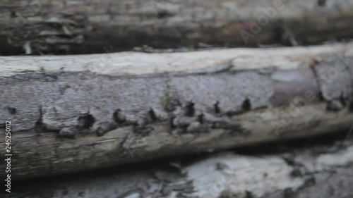 Panning shot right of a pile of old logs with its bark peeling