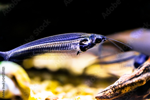 Indian glass catfish in the aquarium photo