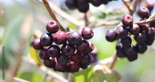 Cuadro en lienzo Aronian fruit