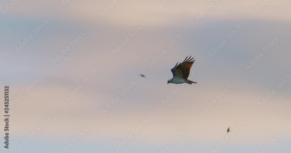 Beautiful shot of an Osprey hawk flying at sunset as it hunts for fish in a pond.  Nice colorful clouds in the distance. Slow Motion.