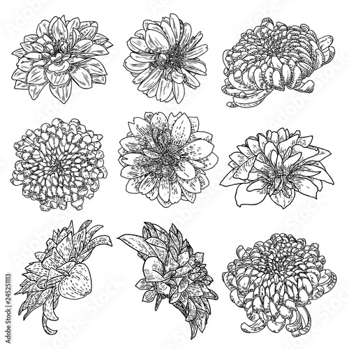 Flowers set. Botanical Dahlias and zinnia illustration summer design elements. Black and white collection of hand drawn flowers and herbs isolate on white background. Vector.