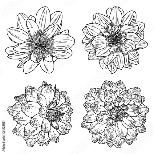 Dahlias set. Botanical vintage ink illustration. Collection of hand drawn flowers and herbs isolate on white background. Black and white florist elements. Vector.