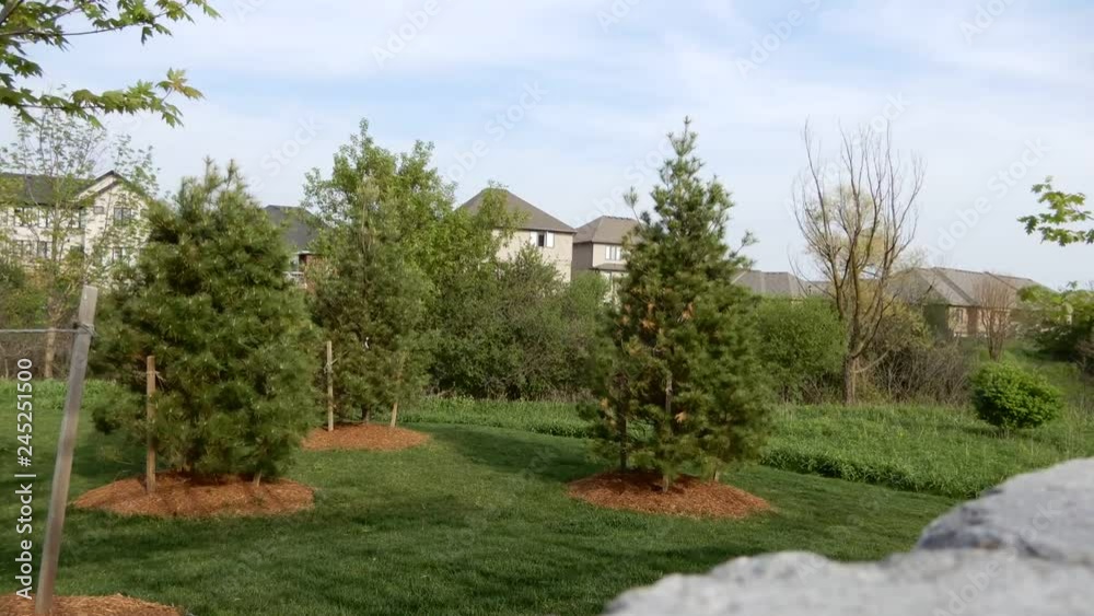 Timelapse Of Pine Trees Blowing In Summer Wind Timelapse Of Pine Trees Blowing In Summer Wind
