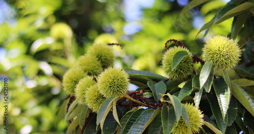 Fényképezés Chestnut tree