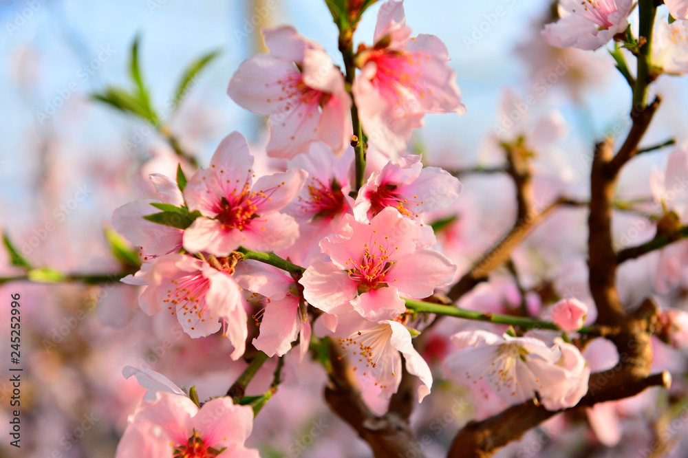 In full bloom in the peach blossom