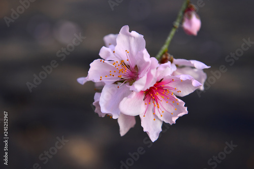 In full bloom in the peach blossom