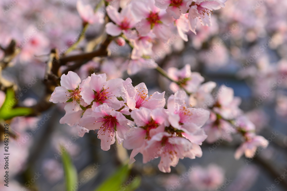 In full bloom in the peach blossom