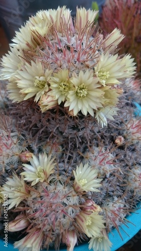 Flor cactus