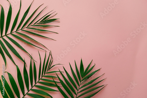 green tropical palm leaves on a pink background with a space for a text, flat lay