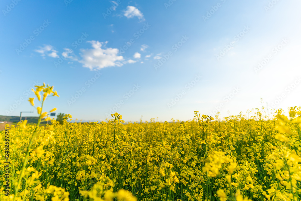 yellow field of oilseed rape yellow field of oilseed rape