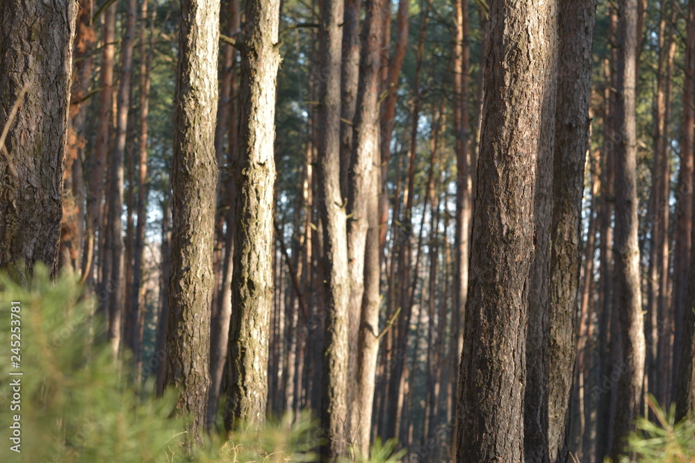 Forest landscape. Pine Tree Trunks Background. Forest landscape. Pine Tree Trunks Background.