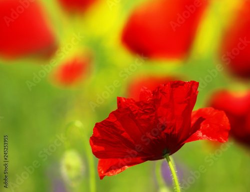 Field of poppies