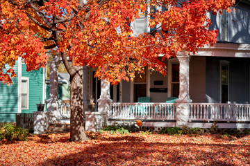 a colorful red tree in autumn