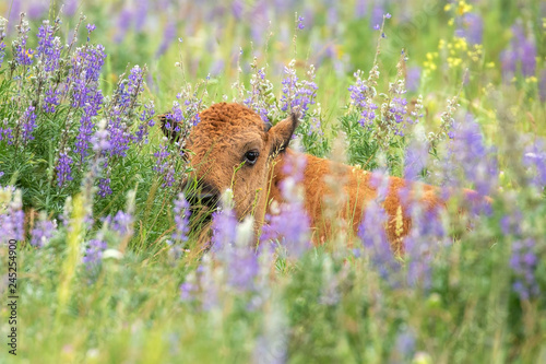 Bison Calf Rests in Wildflowers