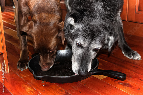 Canvas Print Two dogs lick out a cast iron pan on the floor