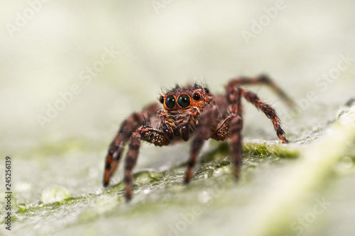 Jumping spider colorful on nature green leaf plant background