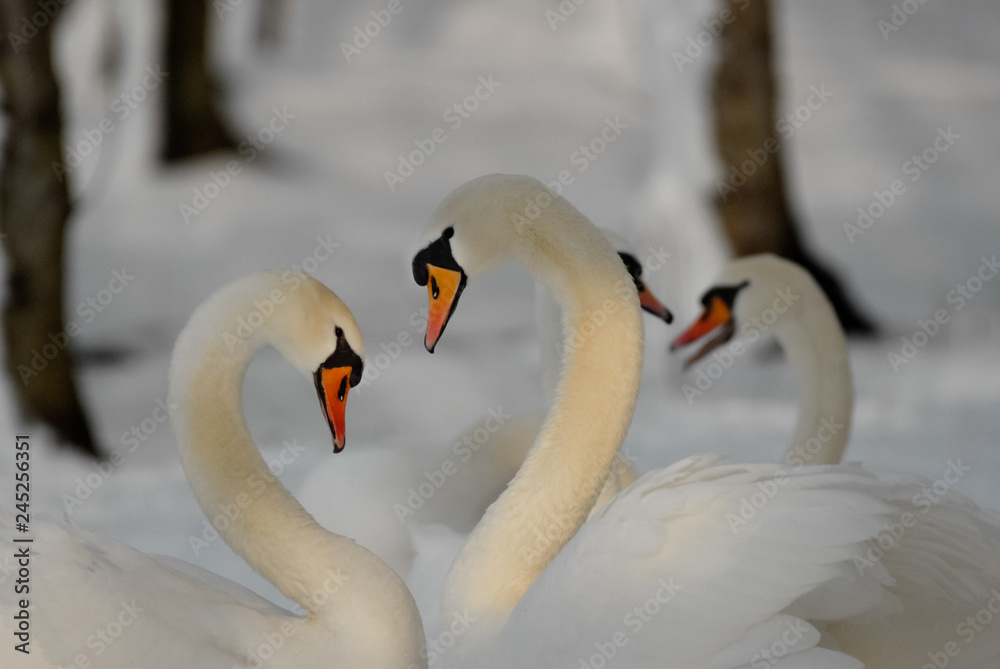 Obraz premium Two swans forming a heart with their necks