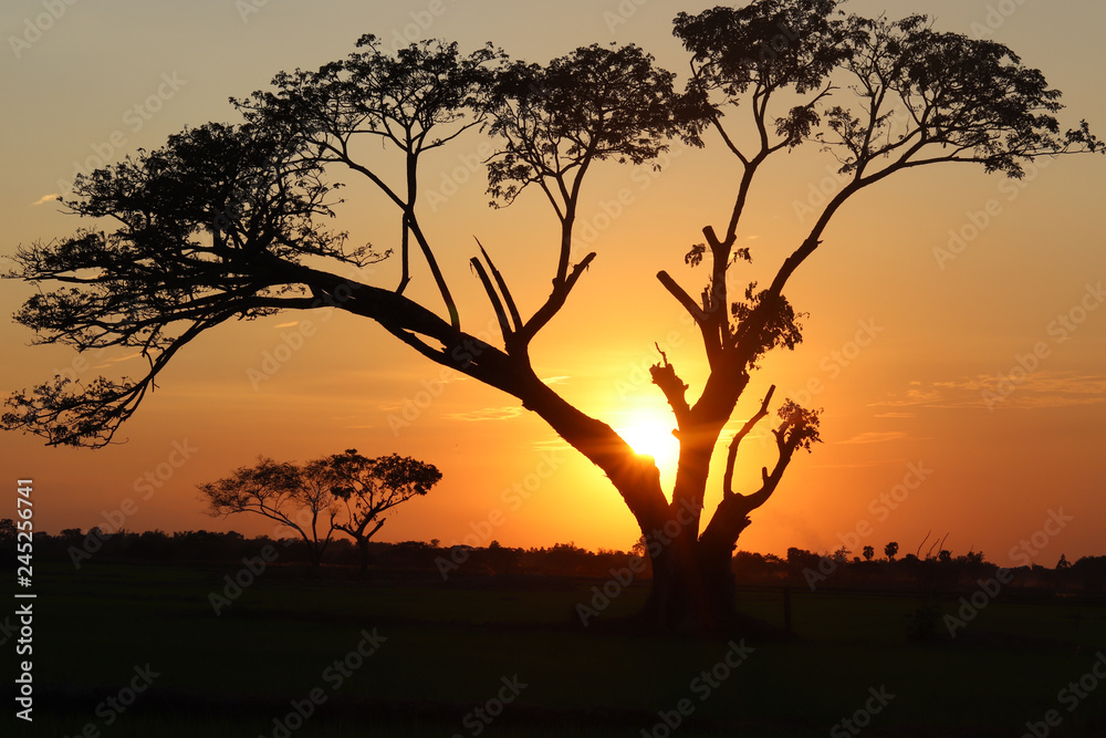Sunset over the tree and rice field Sunset over the tree and rice field