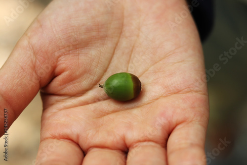 Acorn fruits on the palm.