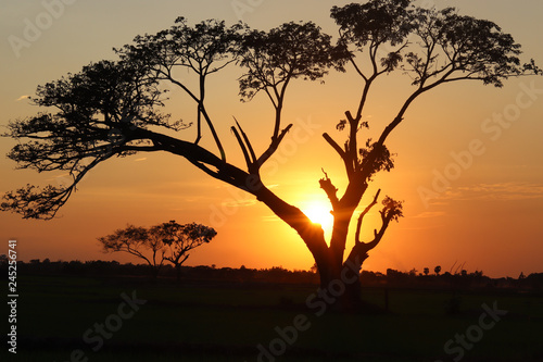 Sunset over the tree and rice field
